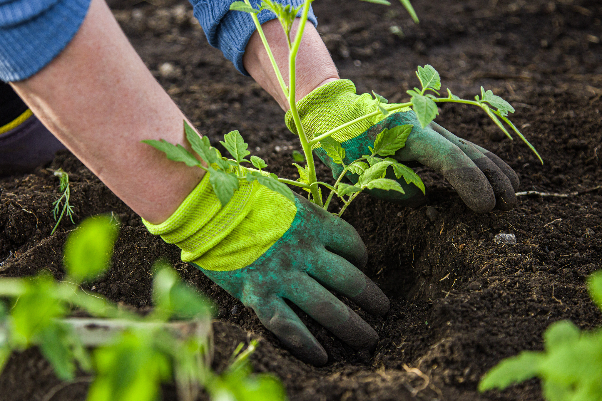 WATERWISE TIPS FOR YOUR GARDEN
