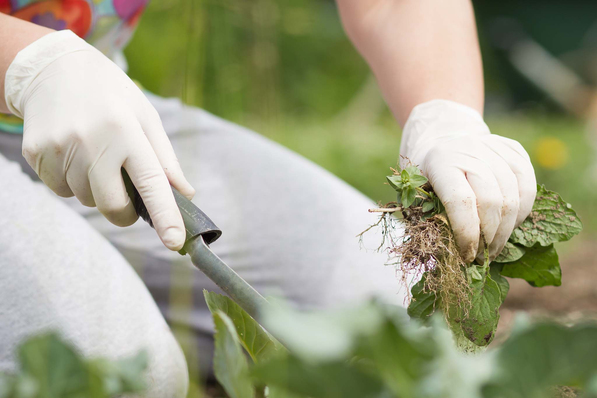 5 Jobs To Do In Your Garden Before & During Summer