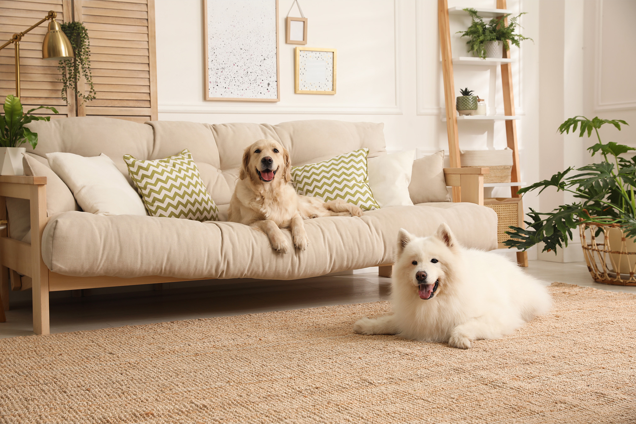 How to build a pet-friendly home