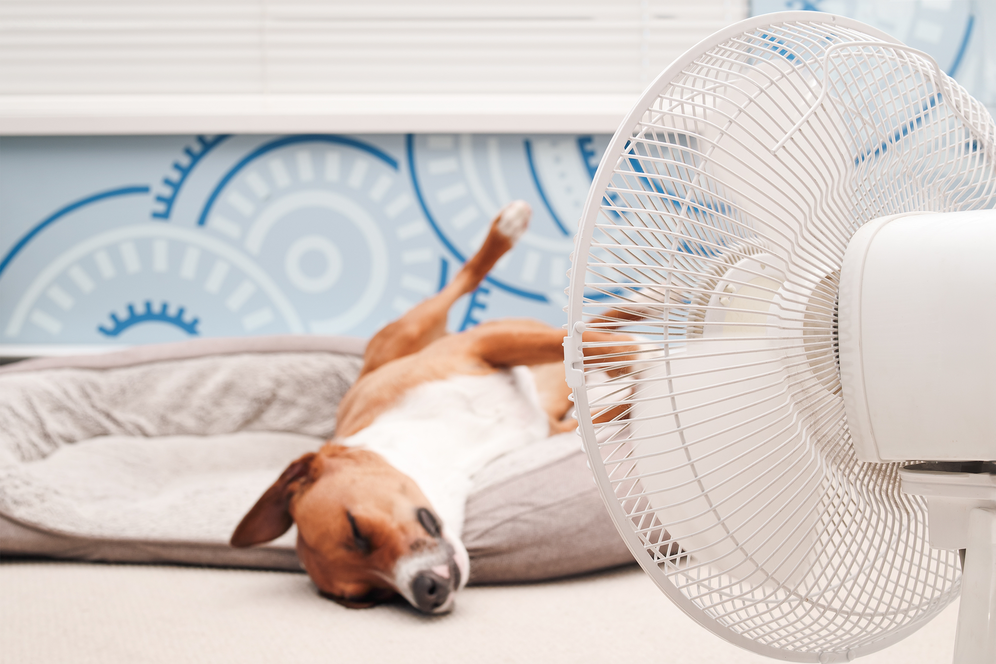 Surviving Summer – Tips to Keep Your Home Cool